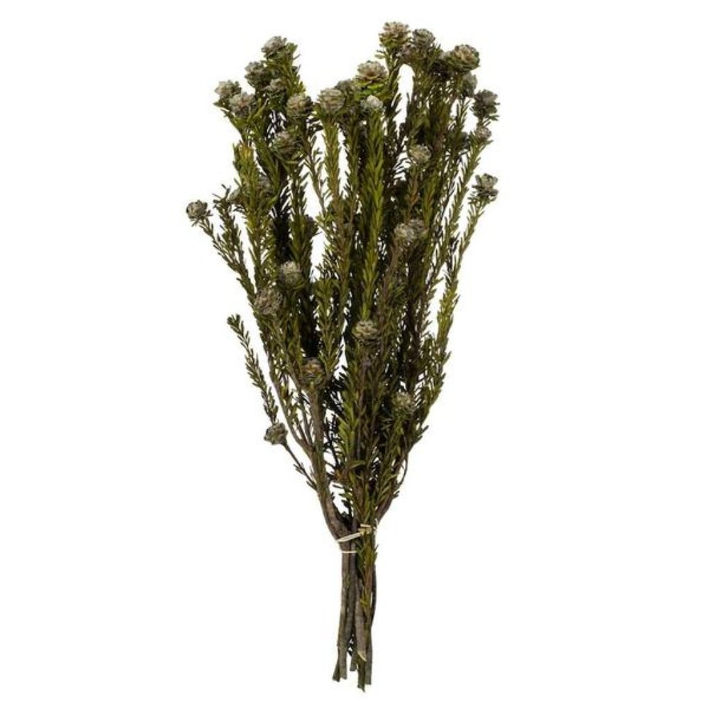 Vickerman 12-18" Natural White Tortum Bundle- Home Decor